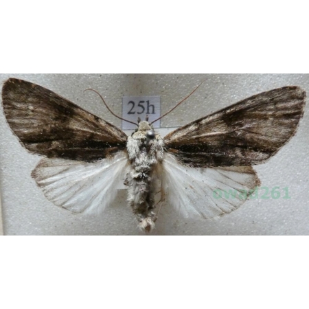 Acronicta alni (Linnaeus, 1767) Wieczernica olszówka Czech25h